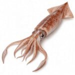 Squid is an Invertebrate Animal