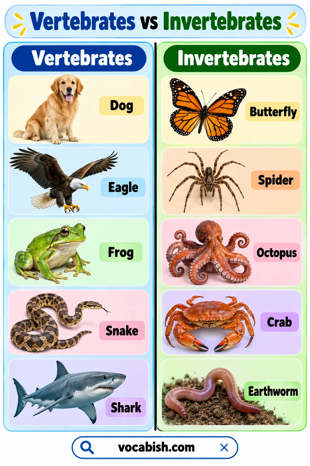Vertebrate Animals: Types, Names, and Pictures