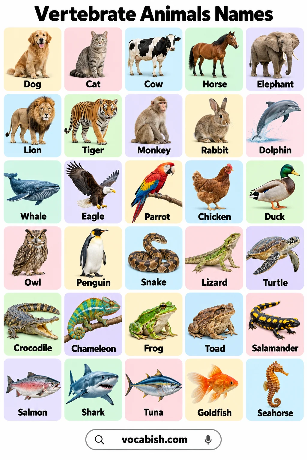 Vertebrate Animals: Types, Names, and Pictures