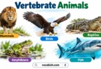 Vertebrate Animals: Types, Names, and Pictures