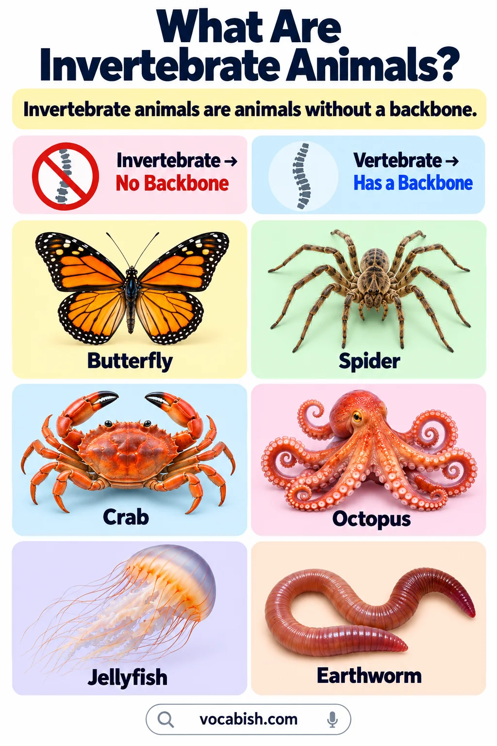 Invertebrate Animals: Types, Names, Pictures, and Examples