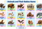 List of 100+ Baby Animal Names in English With Pictures