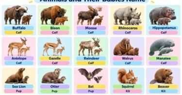 List of 100+ Baby Animal Names in English With Pictures