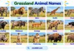 Grassland Animal Names in English with Pictures: Full List