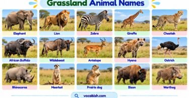 Grassland Animal Names in English with Pictures: Full List