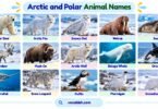 Arctic and Polar Animals: 150+ Names with Pictures
