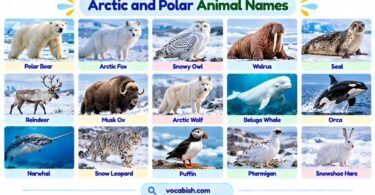 Arctic and Polar Animals: 150+ Names with Pictures