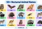 50+ Nocturnal Animal Names with Pictures (Night Animals)