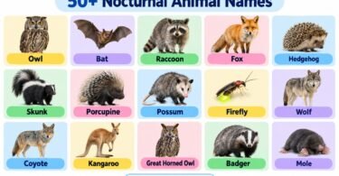 50+ Nocturnal Animal Names with Pictures (Night Animals)