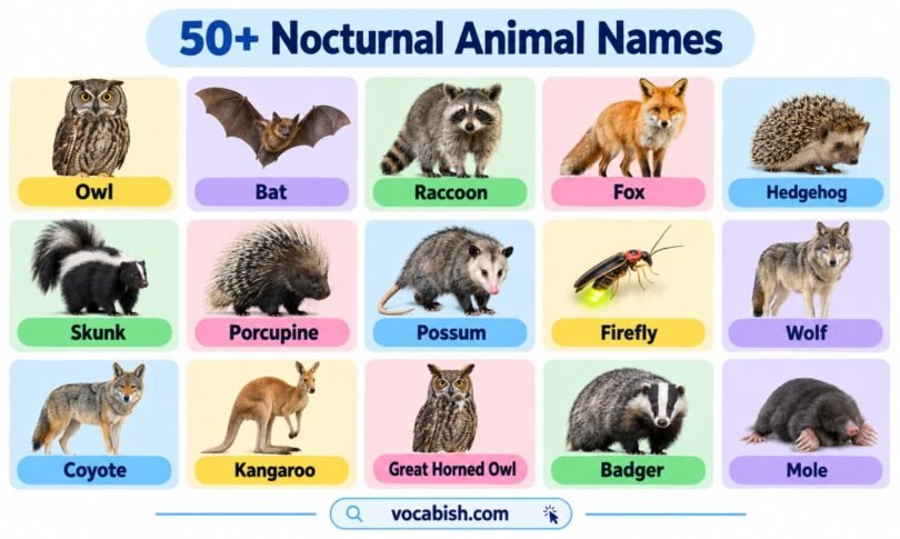 50+ Nocturnal Animal Names with Pictures (Night Animals)