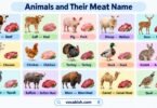Animals and Their Meat Name: 50 Types of Meat with Pictures
