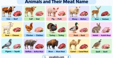 Animals and Their Meat Name: 50 Types of Meat with Pictures
