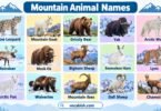 70+ Mountain Animal Names in English with Pictures