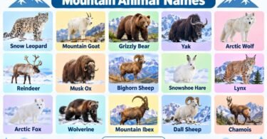 70+ Mountain Animal Names in English with Pictures