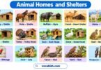 Animal Homes and Shelters Name in English with Pictures