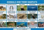 Animal Habitats: Types, Names, and Examples