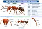 Ant Anatomy Infographic Guide