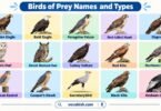 Birds of Prey: Types, Names, Pictures, and Interesting Facts