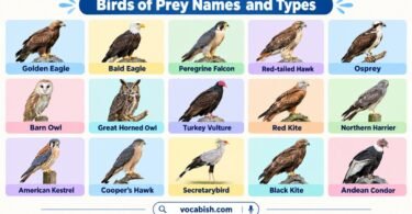 Birds of Prey: Types, Names, Pictures, and Interesting Facts