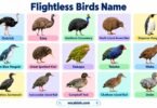 Flightless Birds Name in English with Pictures