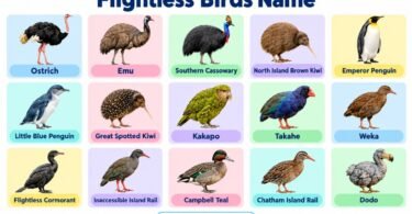 Flightless Birds Name in English with Pictures