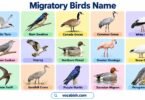 Migratory Birds Names in English: Types, Facts, and Pictures
