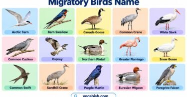Migratory Birds Names in English: Types, Facts, and Pictures