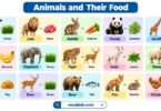 Animals and Their Food: Names, Types, and Pictures