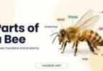 Parts of a Bee: External and Internal Anatomy with Images