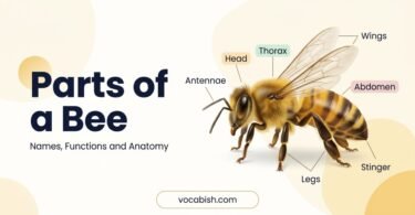 Parts of a Bee: External and Internal Anatomy with Images
