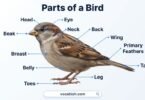Parts of a Bird in English with Names