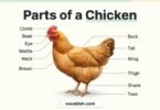 Parts of a Chicken: Names, Functions, and Body Diagram