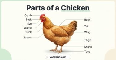 Parts of a Chicken: Names, Functions, and Body Diagram