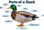 Parts of a Duck with Functions and Diagram