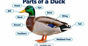 Parts of a Duck with Functions and Diagram