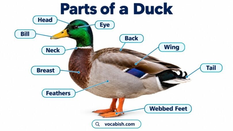 Parts of a Duck with Functions and Diagram