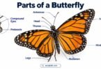 Parts of a Monarch Butterfly