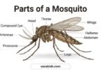 Parts of a Mosquito: Names, Functions, and Diagram