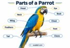 Parts of a Parrot with Their Pictures