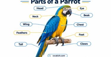 Parts of a Parrot with Their Pictures