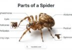 Parts of a Spider with Names and Label Diagrams