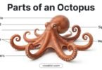 Parts of an Octopus: Names, Diagram, and Functions