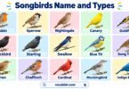 Songbirds Names in English with Pictures and Types