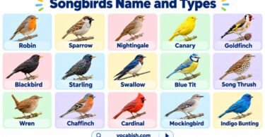 Songbirds Names in English with Pictures and Types