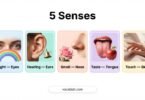 The 5 Senses in English with Pictures and Charts