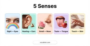 The 5 Senses in English with Pictures and Charts