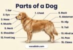 Parts of a Dog: Names, Body Diagram, and Functions