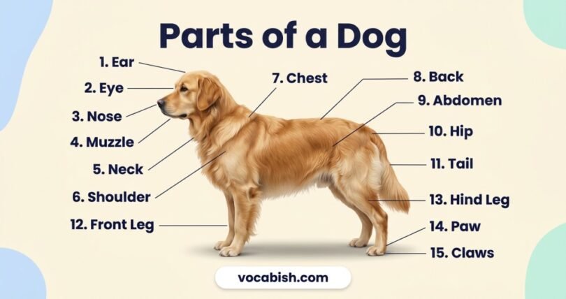 Parts of a Dog: Names, Body Diagram, and Functions