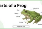Parts of a Frog: Names, Functions, and Diagram