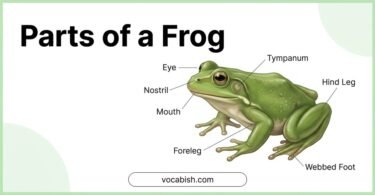 Parts of a Frog: Names, Functions, and Diagram